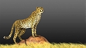 05_gepard